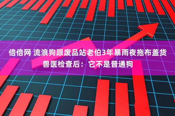 倍倍网 流浪狗跟废品站老伯3年暴雨夜拖布盖货兽医检查后：它不是普通狗
